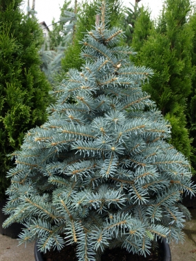 Świerk kłujący (Picea pungens) Blue Trinket